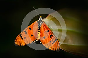 Acraea acrita, the fiery acraea,  butterfly of the family Nymphalidae, from Tanzania in Africa. Orange insect in the nature habita photo