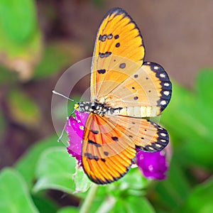 An Acraea Butterfly on Purple Amaranth Flower