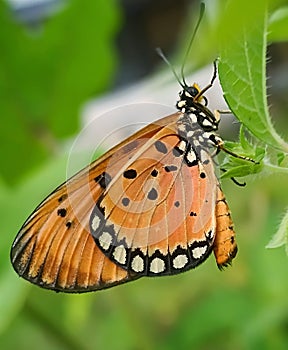 Acraea terpsicore