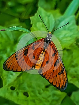 Acraea terpsicore