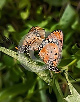 Acraea terpsicore