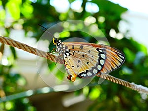 Acraea terpsicore butterfly