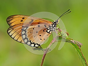 Acraea terpsicore butterfly with blurry background