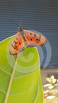 Acraea Terpsicore Butterfly Sitting on Green Leaf