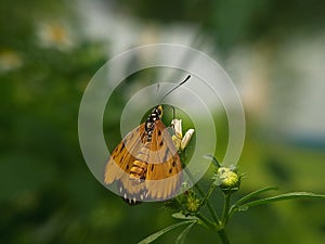 Acraea terpsicore butterfly on white flower