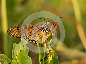 Acraea terpsicore, or known as tawny coster butterfly