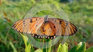 Acraea terpsicore, or known as tawny coster butterfly