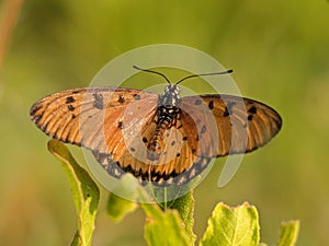 Acraea terpsicore, or known as tawny coster butterfly