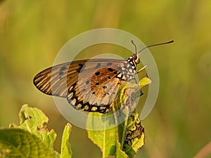 Acraea terpsicore, or known as tawny coster butterfly