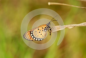 Acraea terpsicore, the tawny coster butterfly