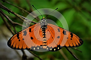 Acraea Terpsicore, the Tawny Coster Butterfly