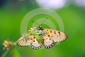 Portrait of Acraea terpsicore or tawny coster butterfly