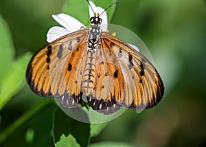 Acraea terpsicore, the tawny coster, is a small, leathery-winged butterfly common in grassland and scrub habitats.