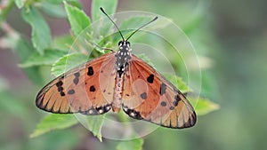 Acraea terpsicore, the tawny coster, Tawny Coster butterfly