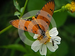 Acraea terpsicore on the top of wild flower with another insect