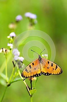 Acraea violae butterfly with open wings on on wild grass flower.