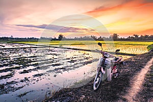 Acreage for rice farming in sunset