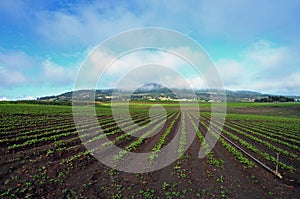 Acres of farming new vegetable crop planting agriculture Australia