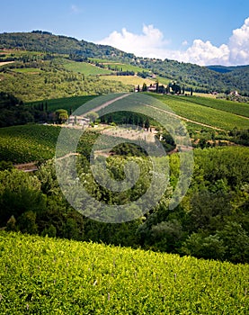 Acres and acres of grape vines dot the hillsides of Chianti photo