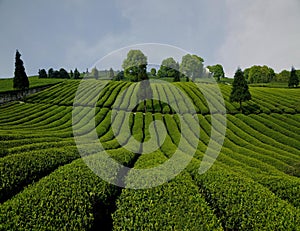 Acres of green shoots fragrance