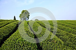 Acres of green shoots fragrance