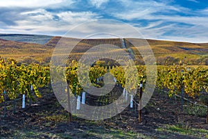 Acres of vines in California photo