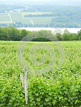 Acres of vineyard grapevines on Seneca Lake in NYS