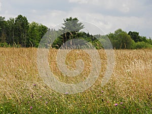 Acres of wild Timothy field grass grows in NYS FingerLakes