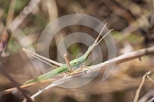 Acrid Hungarian grasshopper