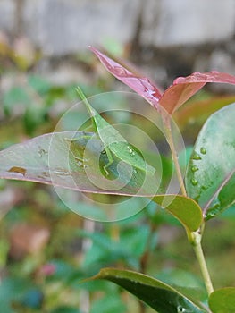 Acrida Cinera Grasshopper photo