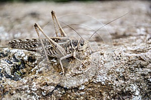 Acrididae Acrididae, popularly known as locust, tucura, grasshopper or chapulin