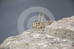 Acrididae Acrididae, popularly known as locust, tucura, grasshopper or chapulin. Beige insect