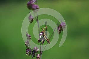 Acridoidea insect on a green leaf. grasshoper in the garden in morning sunlight