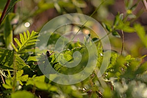 Acridoidea insect on a green leaf. grasshoper in the garden in morning sunlight