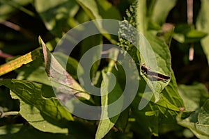 Acridoidea insect on a green leaf. grasshoper in the garden in morning sunlight