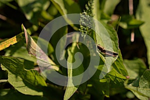 Acridoidea insect on a green leaf. grasshoper in the garden in morning sunlight