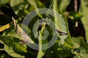 Acridoidea insect on a green leaf. grasshoper in the garden in morning sunlight