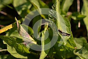 Acridoidea insect on a green leaf. grasshoper in the garden in morning sunlight