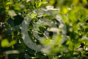 Acridoidea insect on a green leaf. grasshopper in the garden in morning sunlight