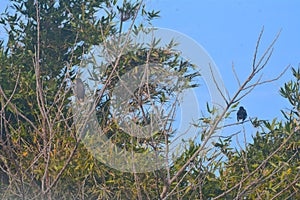 Acridotheres javanicus on a distant treetop