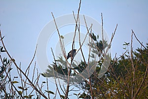 Acridotheres javanicus on a distant treetop