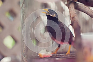 Acridotheres maina bird in the cage outdoor