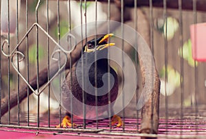 Acridotheres maina bird in the cage outdoor