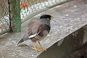 An Acridotheres tristis in the aviary