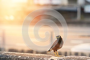 Acridotheres tristis or starling bird on city view with sun flare