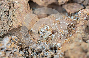 Acro Shot of the queen termite and termites in a hole. Termite queens have the longest lifespan of any insect in the world, s photo