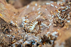 Acro Shot of the queen termite and termites in a hole. Termite queens have the longest lifespan of any insect in the world, s photo