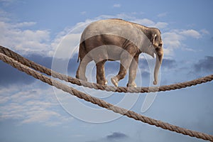 Acrobat Elephant In Sky Walking On Rope