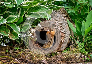 Acrobatic chipmunk in a hollow log