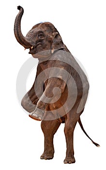 Acrobatic elephant include clipping path